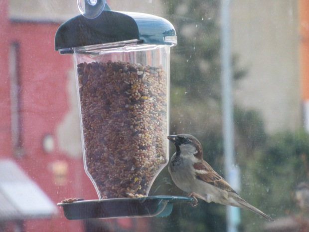 A male house sparrow using a window bird feeder